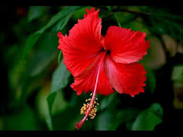 How To Re Pot Hibiscus Plant Hibiscus Roots Habiscus Flower Watering Hibiscus Urdu Hindi Hibiscus Plant Hibiscus Tree Hibiscus