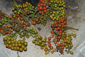 Image result for Piper guineense