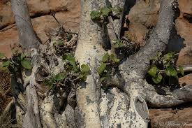 Image result for Ficus abutilifolia