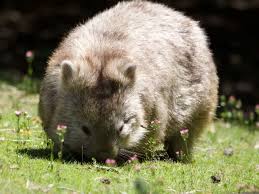 Image result for Common wombat