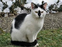 Genetics determines how much of a certain color. 7 Bicolor Pattern Variations In Cats And Why They Occur Pethelpful By Fellow Animal Lovers And Experts