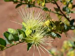 Image result for Maerua bussei