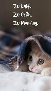 Montag morgen grüße guten morgen montag bilder. Schonen Montag Bilder Lustig Guten Morgen Montagsgrusse