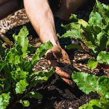 How much to plant for your family. Ways That We Keep Our Market Garden Pest Free Combe Grove Bath Combe Grove Bath