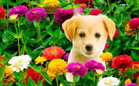 Huge collection, amazing choice, 100+ million high quality, affordable rf and rm images. 47 Puppies And Flowers Wallpapers On Wallpapersafari