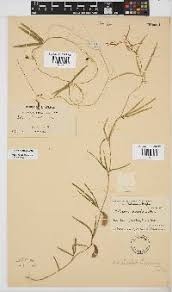 Image result for Dolichos sericeus