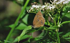 Image result for Aphantopus hyperantus