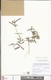 Image result for Tephrosia nana