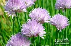 Image result