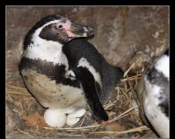 From setting up the incubator to what to do on hatching day, we have it all covered. Pinguins Info Penguin Information About Penguins Ethology Behaviour