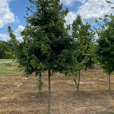 Image result for Acer buergerianum