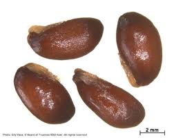 Image result for Maerua descampsii