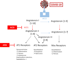 High quality angiotensin i (human, mouse, rat). Renin Angiotensin Aldosterone System And Covid 19 Infection Sciencedirect