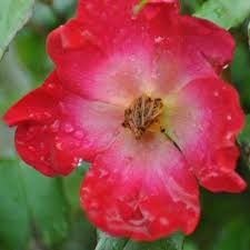 Image result for Rosa sp.