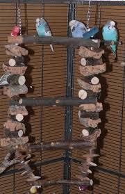 Wellensittiche und bourkesittiche baden und duschen gerne. Beschaftigung Fur Wellensittiche Selber Bauen