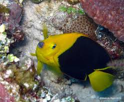 It is found in the western atlantic ocean. Rock Beauty Holacanthus Tricolor Bahamas Reef Fish 5 Rolling Harbour Abaco
