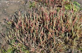 Image result for Salicornia perrieri