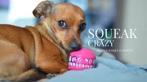 The average lifespan of a mixed breed is around 12 to 20 years. All About The Chiweenie Chihuahua Dachshund Mix Facts Information