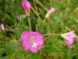 Image result for Epilobium stereophyllum