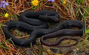 Eastern Coachwhip Masticophis Flagellum Flagellum Missouri Wildlife Photography Early Spring