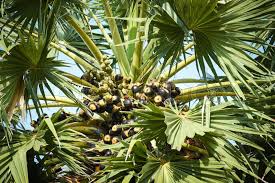 Members of the family arecaceae, palm trees are an ancient and diverse group of trees that bear fruit containing one or multiple seeds. Asian Palmyra Palm Fruit On The Palm Stock Image Colourbox