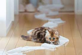 kedi ishaline ne iyi gelir kedilerde ishal nasil giderilir miyavliyo