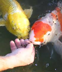 Feed Your Koi Like Family Koi Fish Koi Fish Pond