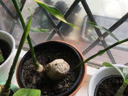 To grow a healthy ginger plant, you want to keep the pot in a warm area of your home. How To Grow Ginger Tips On Growing Ginger In Australia Realestate Com Au