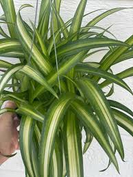 Image result for Chlorophytum delicatulum