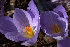 A certificate of origin can be provided. Autumn Crocus Autumn Crocus And Autumn Crocus Lambley Nursery