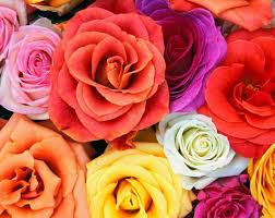 Kalau kita melihat pada gambar bunga di atas, maka bunga tersebut memiliki berbagai macam manfaat yang diantaranya dijadikan sebagai bahan obat. Manfaat Bunga Mawar Untuk Kesehatan Dan Kecantikan Tws Florist