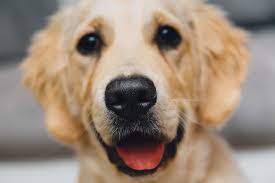 Do not pick up the dog and do not bring the dog to the sanctuary. Pet Surrender Rspca South Australia