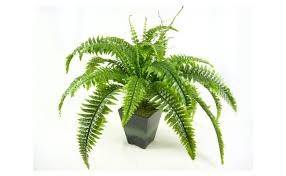 Non flowering plants names and pictures. 9 Non Flowering Plants That Cast The Magic With Their Foliage