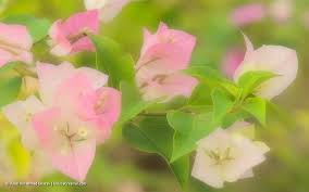 Pokok bunga kertas merupakan nama simplisianya bagi bougainvillea. Pokok Bunga Kertas