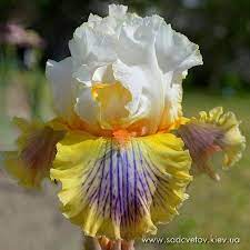 Pin On Tb Iris