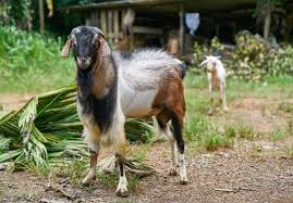 Students butcher a goat for the first time as part of their farm training for overseas aid work. Sri Lanka Animal Rescues Zebu The Calf And Elulu The Goat Recover From Devastating Floods World Animal Protection