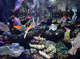 This item top fin medium coral aquarium ornament coral 1. All About Bristleworms Beneficial And Harmful