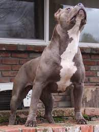 Based on the binance smart chain network, pitbull bsc has grown into a fully functional, decentralized, 100. 65 Cho Bull Y TÆ°á»Ÿng Trong 2021 Cho Bull Pitbull Terrier Cho Pitbull
