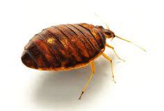 Toms river nj pest control service & exterminators of termites, bed bugs & carpenter ants. Above All Termite Pest Control Aboveallpests Profile Pinterest