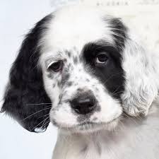 What about the 9 other puppies? Do You Remember The Sweet Innocent Puppy Storm Weve Been Told Hes Sometimes Referred To As Hurricane These English Setter Dogs English Setter Puppies Puppies