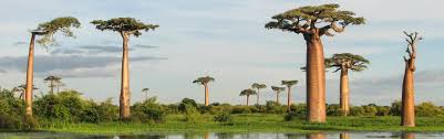 It is the fourth largest island in the world. Laurel Land Use Planning For Enhanced Resilience Of Landscapes Futurewater