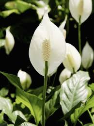 Why Are My Peace Lily Blossoms Turning Brown Peace Lily Plant Peace Lily Flower Peace Plant
