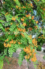 Image result for Tipuana