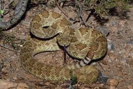 Mojave Green Rattlesnake Southwest Explorers Rattlesnake Mojave Rattlesnake Desert Animals