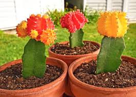 Las personas pueden hacer cientos si no miles de dólares vendiendo cactus, si son de una especie que está en alta demanda y no es nativa de ese país. Injerto De Cactus Como Hacerlo Y Cuidados Guia Practica