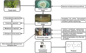 What are the types of tissue culture? Bioprocessing Of Plant Cell Cultures For Mass Production Of Targeted Compounds Springerlink