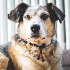 So kann der hund nicht gewürgt werden. Zecken Halsband Em Keramik Paracord Halsband Fur Hunde Grosse Xs L Camouflage Ebay