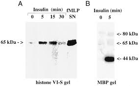 Accesso all'axis 221/223m da internet. Insulin Activates A P21 Activated Kinase In Muscle Cells Via Phosphatidylinositol 3 Kinase Journal Of Biological Chemistry