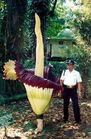 The Rare Titan Flower Known In Indonesia As Bunga Bangkay Corpse Flower Bogor Indonesia Is Said To Be Flores Exoticas Plantas Exoticas Plantas Extranas