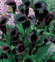 Malformalady The Odessa Calla Lily Which Is A Zantedeschia Mini Dwarf Color Hybrid Odessa Callas Boast Tal Black Calla Lily Calla Lily Flowers Black Garden